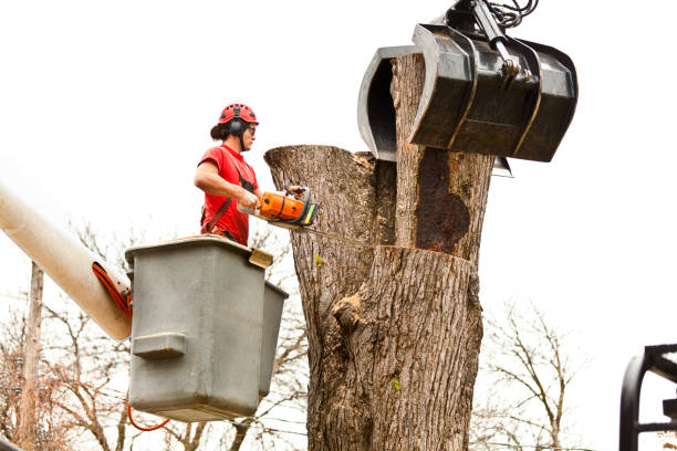 Best Tree Trimming and Pruning  in USA